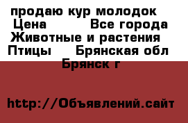 продаю кур молодок. › Цена ­ 320 - Все города Животные и растения » Птицы   . Брянская обл.,Брянск г.